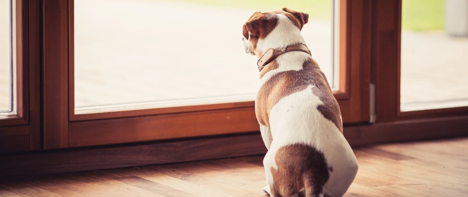 Homeowner's dog waiting to play on a safe lawn after treatments in Center Valley, PA.