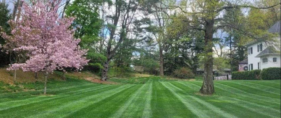 Freshly mowed green lawn in Fullerton, PA, with tall, lush trees.