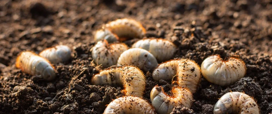 Grubs in soil near Macungie, PA.