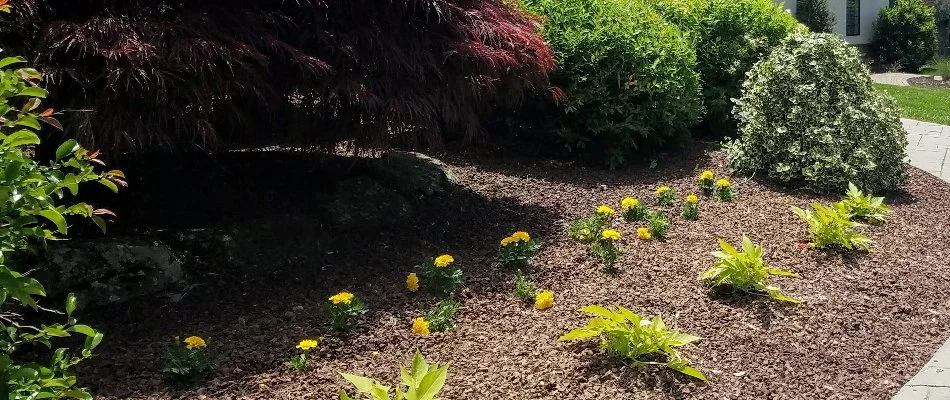 Landscape bed in Hokendauqua, PA, with small plants, flowers, and shrubs.