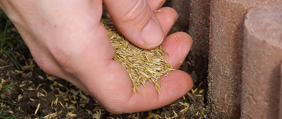 Lawn care professional spreading grass seeds on a lawn near Wescosville, PA.