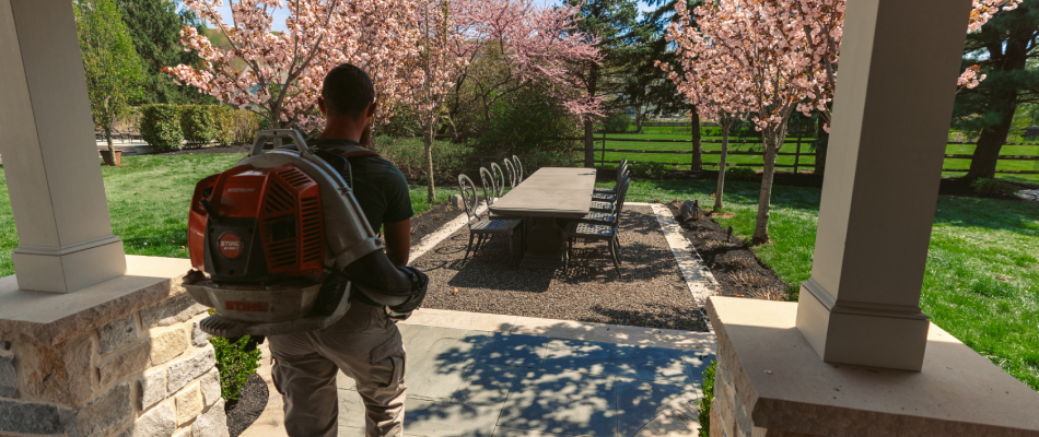 Large leaves from tree in lawn in Wescosville, PA.