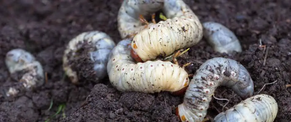 Lawn grubs in a yard near Fogelsville, PA.