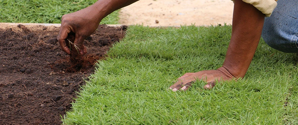 Our lawn professional laying down fresh sod in front of a home in Breinigsville, PA.