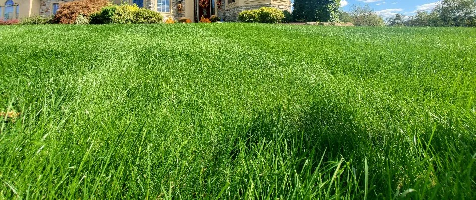 Long, lush grass in a front yard in Dorneyville, PA.