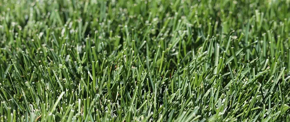 Well maintained home lawn with Kentucky Bluegrass blades near Macungie, PA.