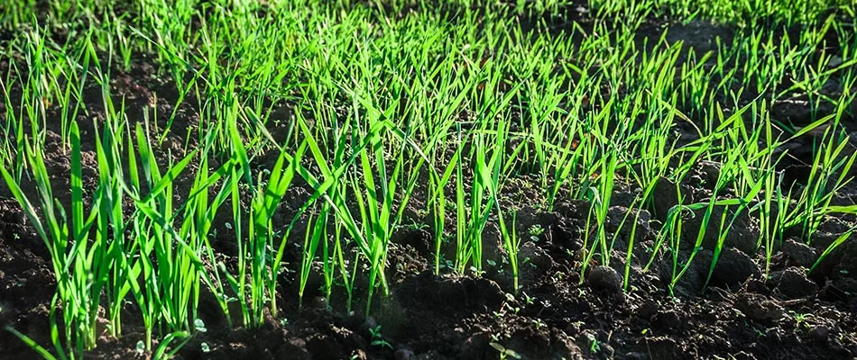 Newly seeded lawn near Emmaus, PA.
