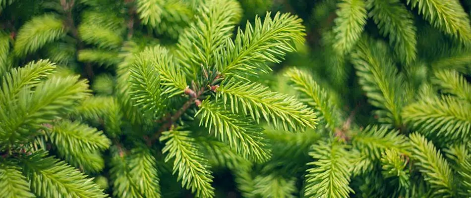 Norway spruce tree planted at a home in Trexlertown, PA.