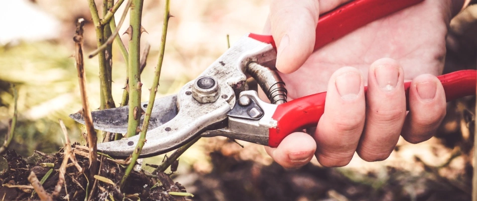 Professional pruning plant in landscape bed in Coopersburg, PA.
