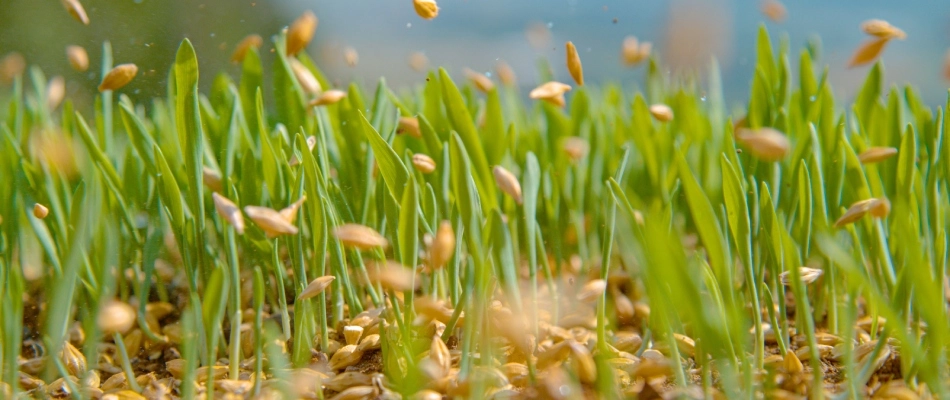 Seeds being poured in lawn in Macungie, PA.