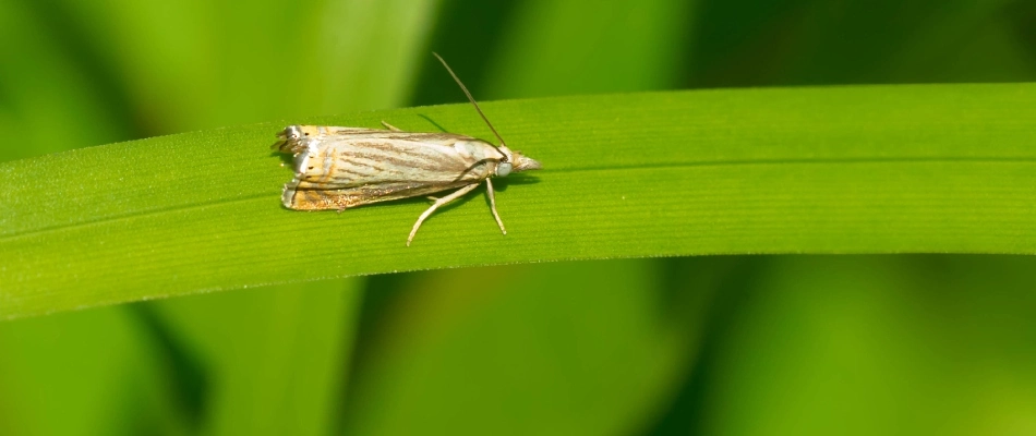 Sod web worm on grass blade in lawn in Trexlertown, PA.