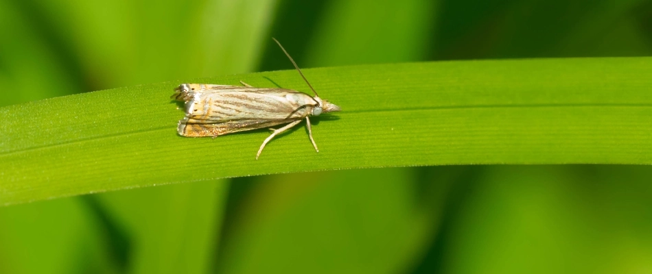 Sod webworm found on a grass blade in lawn in Fogelsville, PA.