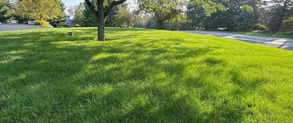 Sun shining on lush green lawn in Hereford Township, PA.