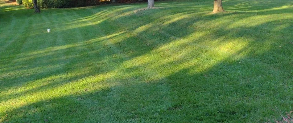 Sunshine on a lush green lawn in Zionsville, PA.