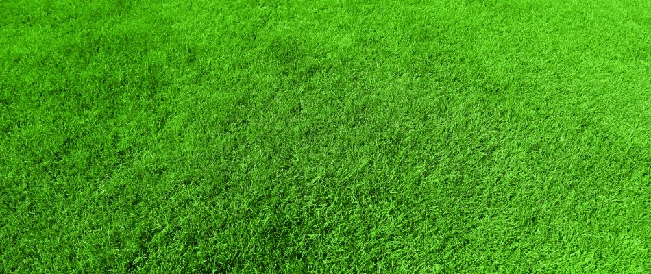 Top soiled lawn in Coopersburg, PA.