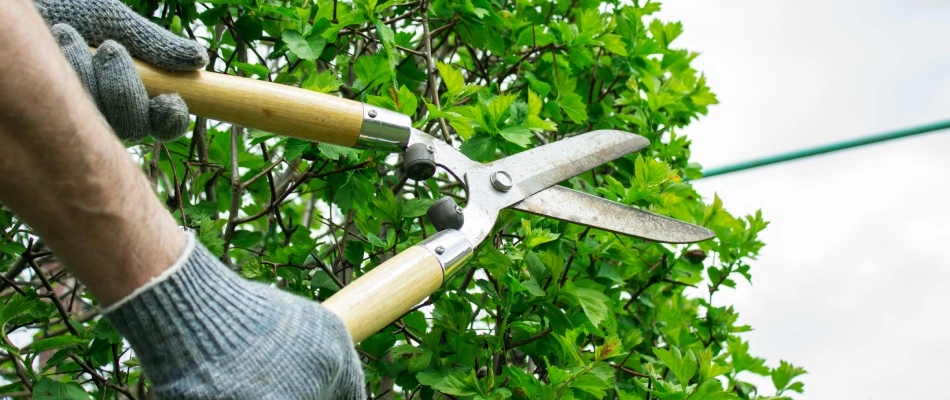 Trimming plant from landscape bed in Trexlertown, PA.