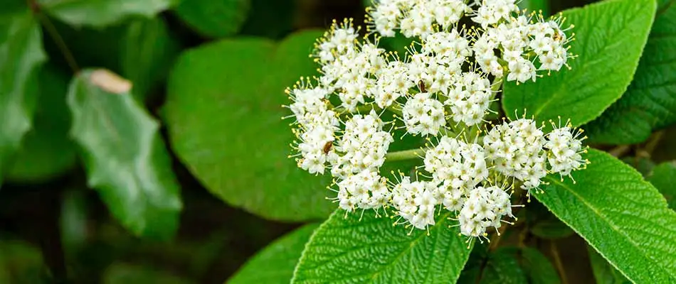 Viburnum flowers in bloom near East Greenville, PA.