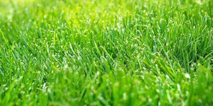 Thick lawn grass after liquid aeration services in Emmaus, PA.