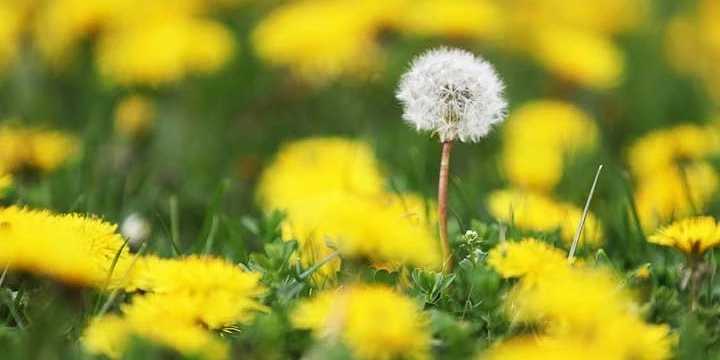 Dandelion weeds growing in a lawn near Breinigsville, Pennsylvania.